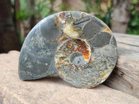 Polished Callipyloceras Ammonite Fossil Pairs x 2 From Tulear, Madagascar