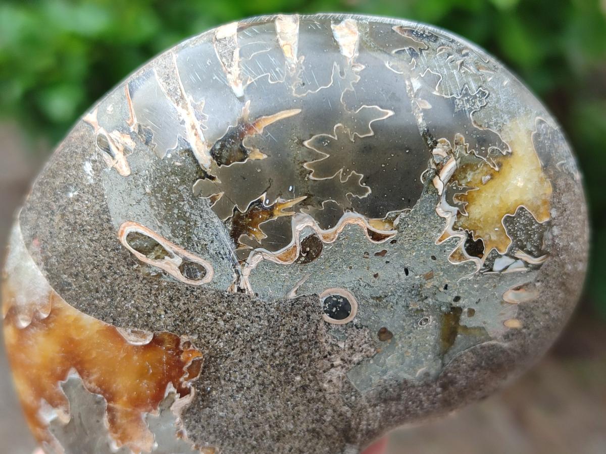Polished Callipyloceras Ammonite Fossil Pairs x 2 From Tulear, Madagascar