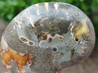 Polished Callipyloceras Ammonite Fossil Pairs x 2 From Tulear, Madagascar