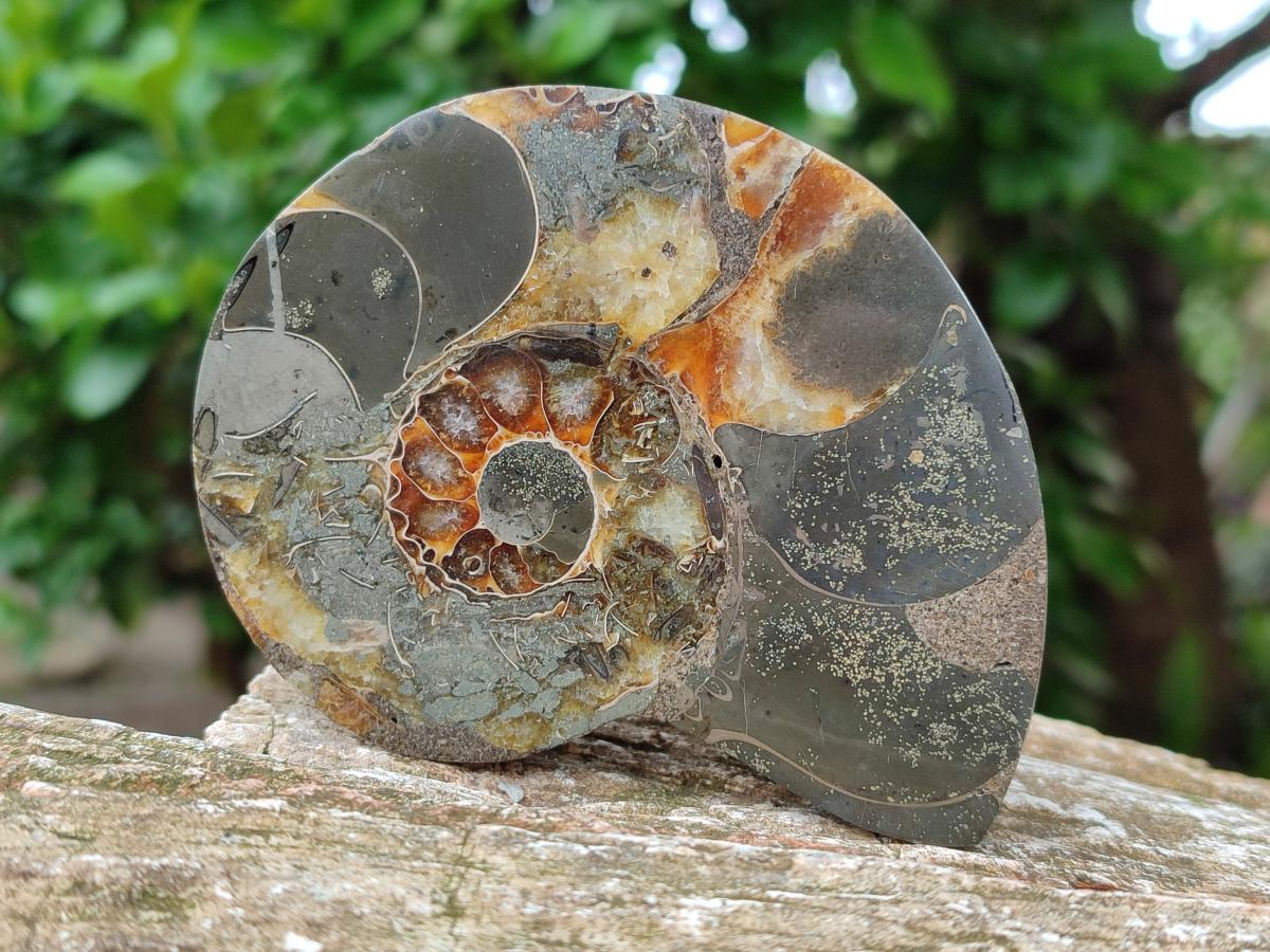Polished Callipyloceras Ammonite Fossil Pairs x 2 From Tulear, Madagascar