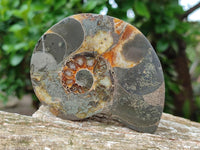 Polished Callipyloceras Ammonite Fossil Pairs x 2 From Tulear, Madagascar