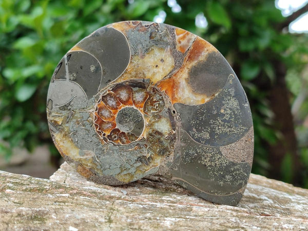 Polished Callipyloceras Ammonite Fossil Pairs x 2 From Tulear, Madagascar