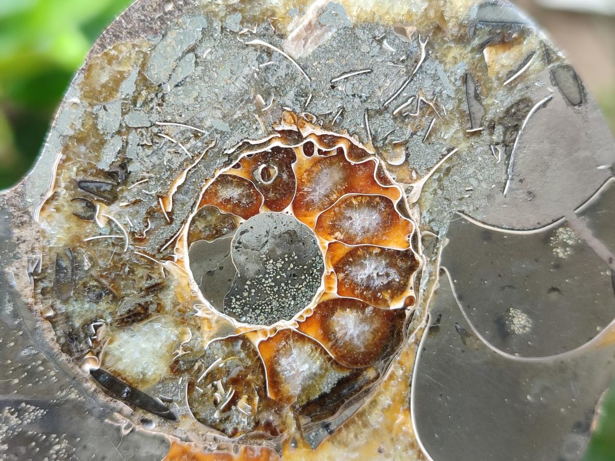 Polished Callipyloceras Ammonite Fossil Pairs x 2 From Tulear, Madagascar
