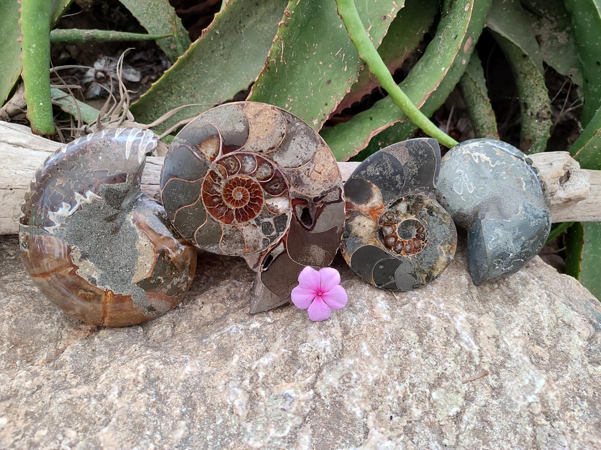 Polished Callipyloceras Ammonite Fossil Pairs x 2 From Tulear, Madagascar