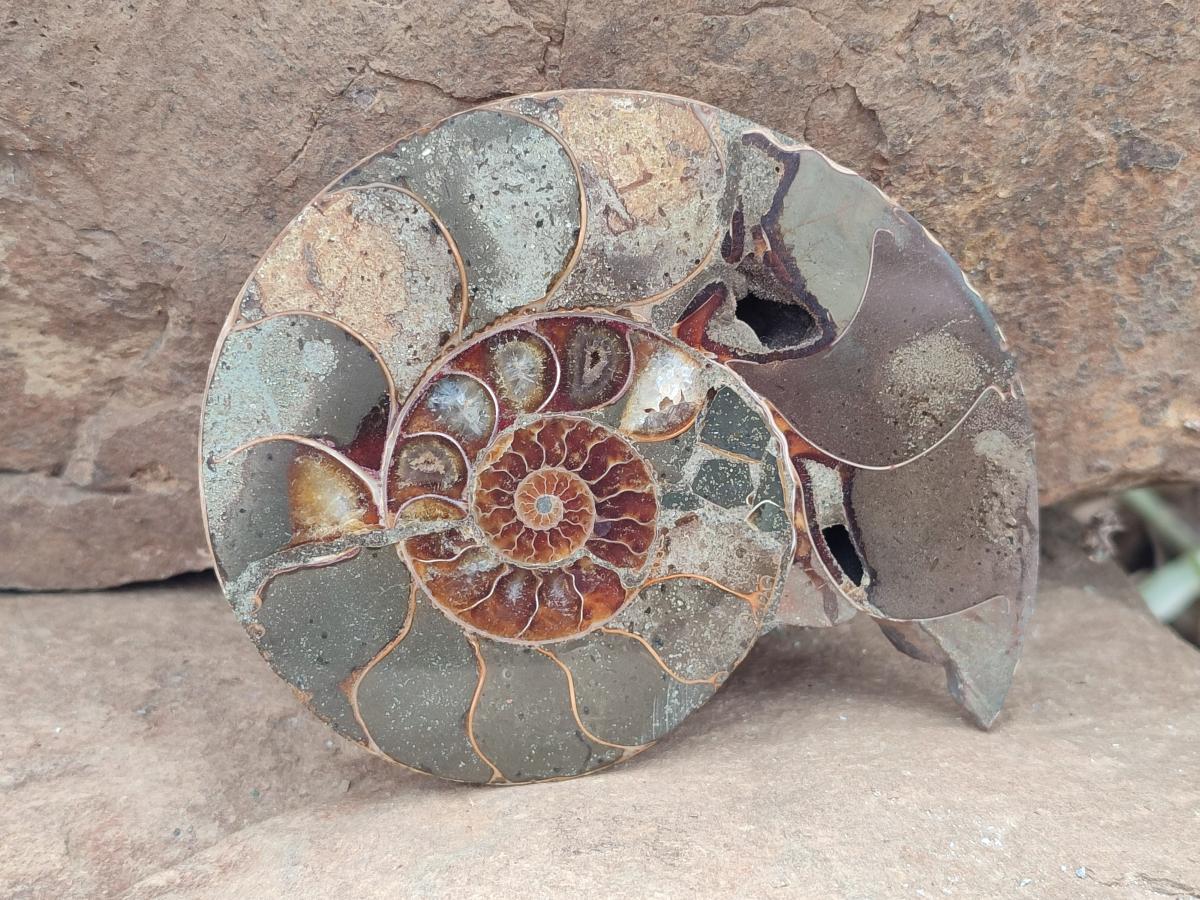 Polished Callipyloceras Ammonite Fossil Pairs x 2 From Tulear, Madagascar