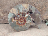 Polished Callipyloceras Ammonite Fossil Pairs x 2 From Tulear, Madagascar