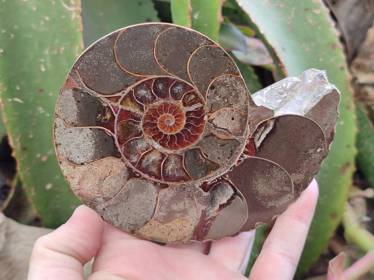 Polished Callipyloceras Ammonite Fossil Pairs x 2 From Tulear, Madagascar