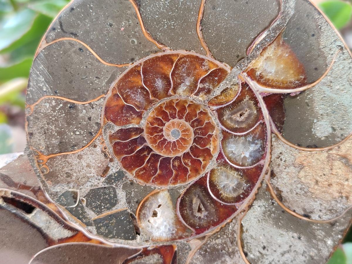 Polished Callipyloceras Ammonite Fossil Pairs x 2 From Tulear, Madagascar