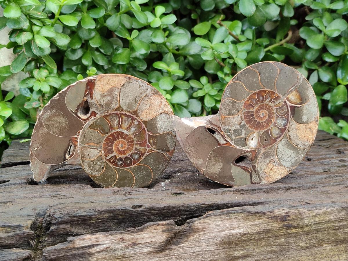 Polished Callipyloceras Ammonite Fossil Pairs x 2 From Tulear, Madagascar