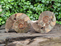 Polished Callipyloceras Ammonite Fossil Pairs x 2 From Tulear, Madagascar