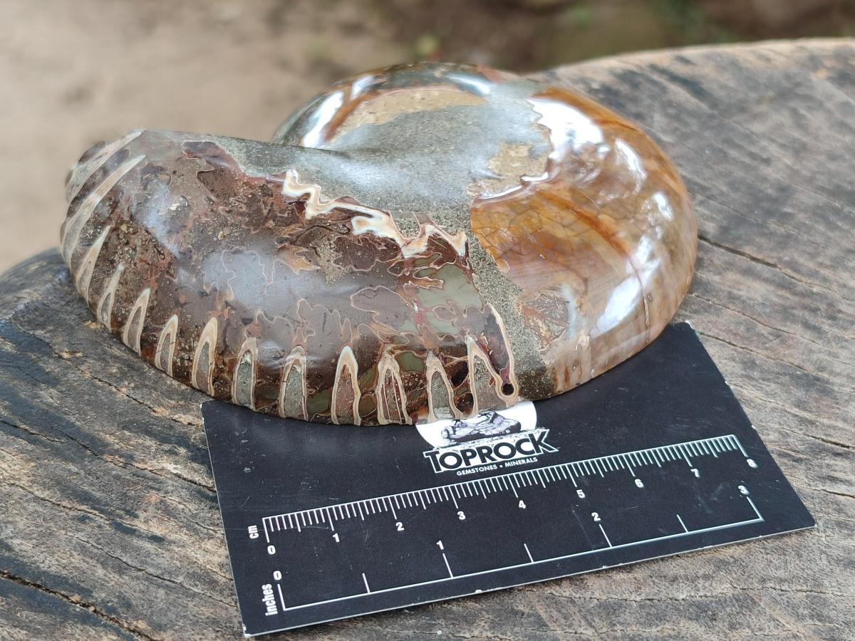 Polished Callipyloceras Ammonite Fossil Pairs x 2 From Tulear, Madagascar