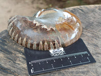 Polished Callipyloceras Ammonite Fossil Pairs x 2 From Tulear, Madagascar