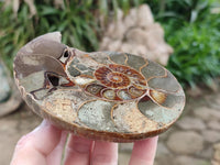 Polished Callipyloceras Ammonite Fossil Pairs x 2 From Tulear, Madagascar