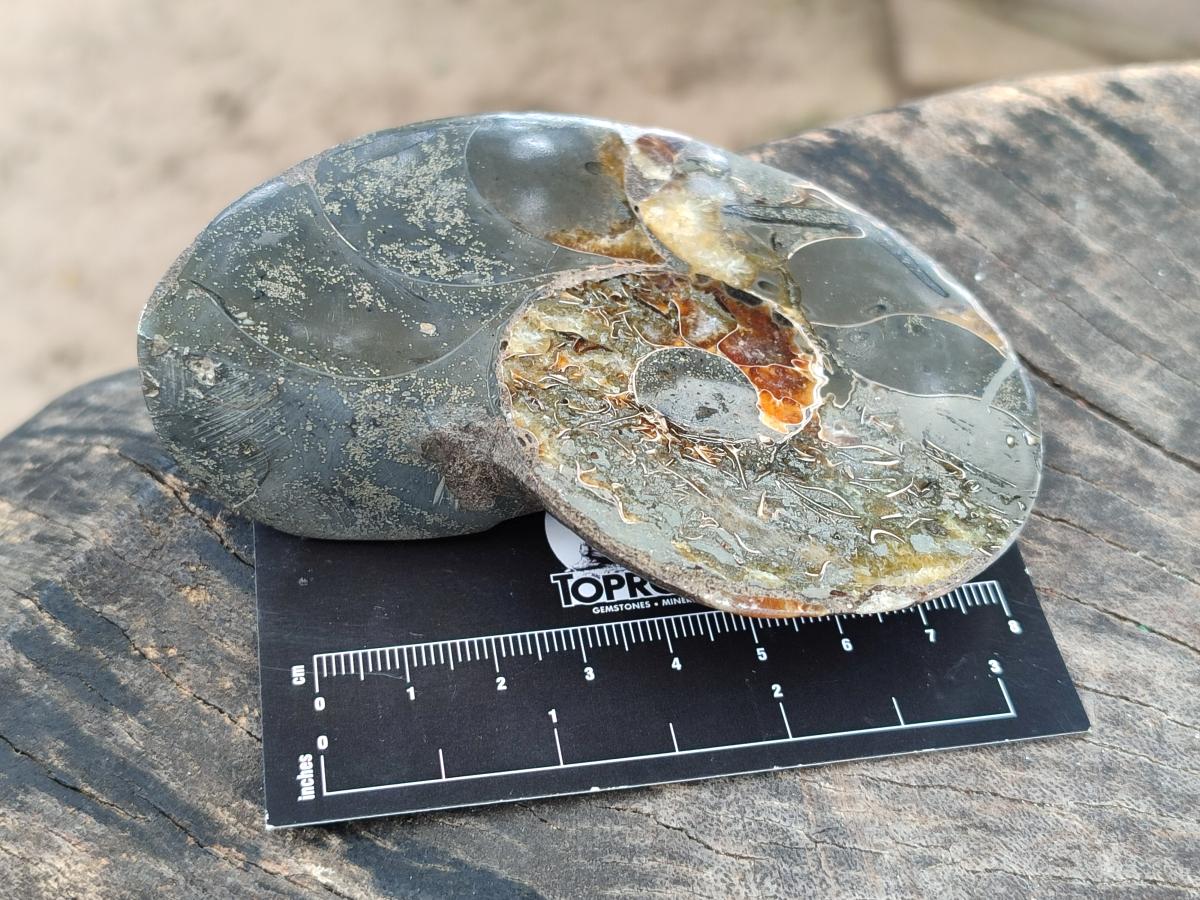 Polished Callipyloceras Ammonite Fossil Pairs x 2 From Tulear, Madagascar