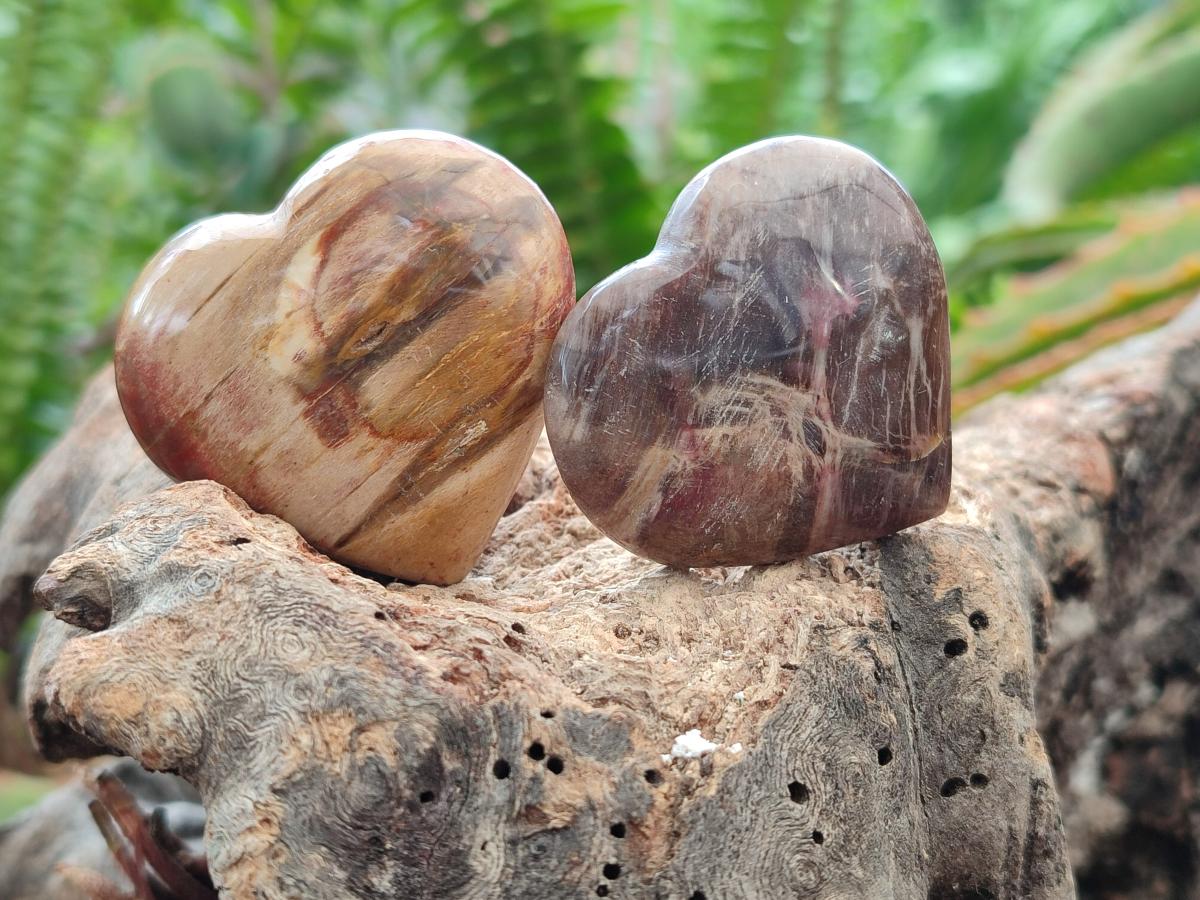 Polished Red Podocarpus Petrified Wood Hearts x 20 From Mahajanga, Madagascar