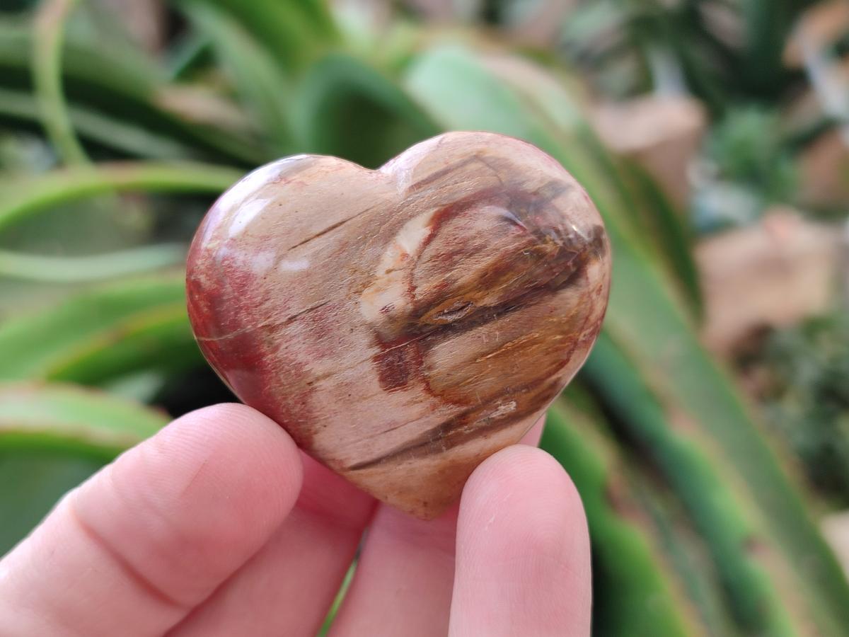 Polished Red Podocarpus Petrified Wood Hearts x 20 From Mahajanga, Madagascar