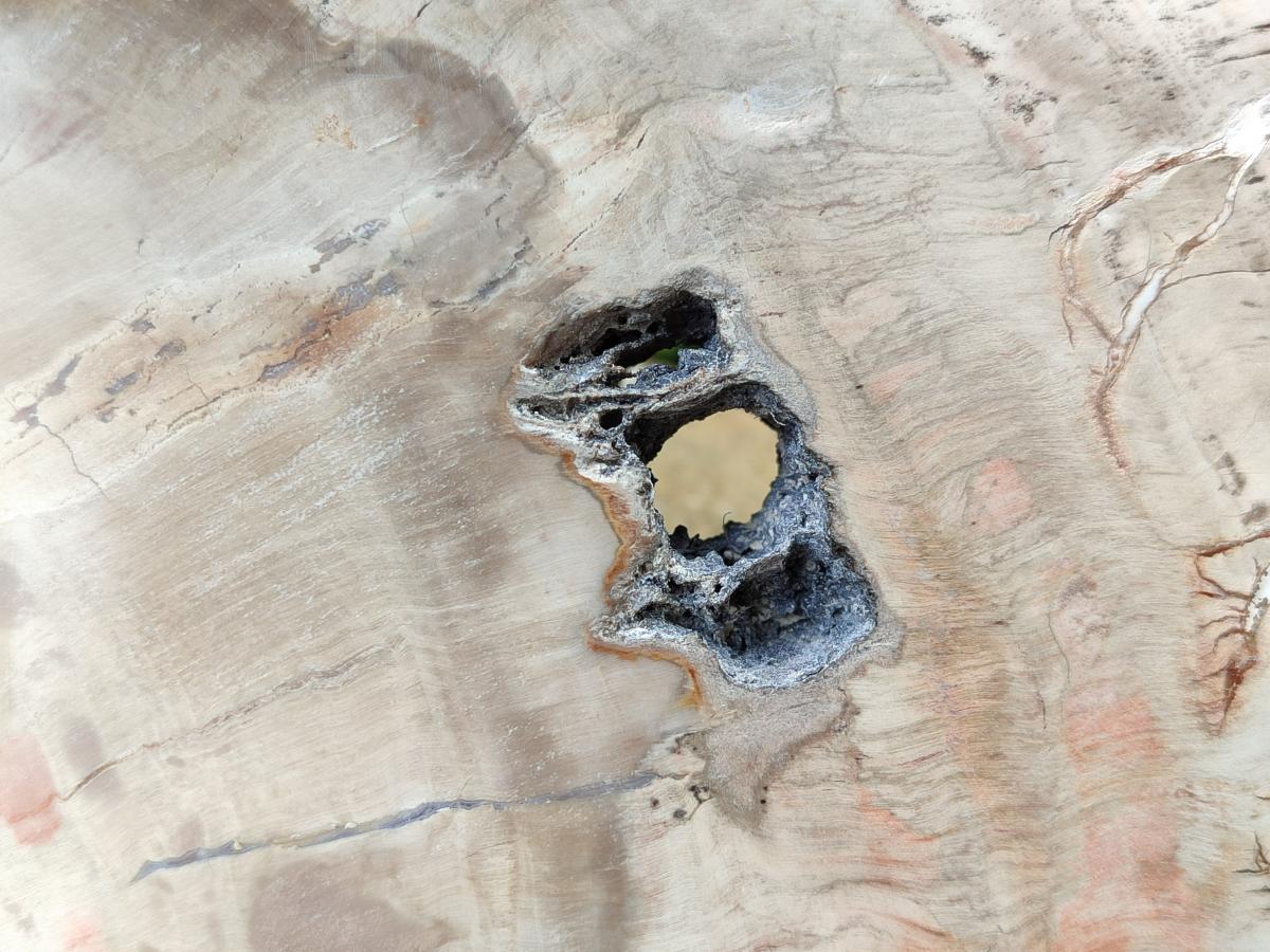 Polished Podocarpus Petrified Wood Slice x 1 From Mahajanga, Madagascar