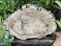 Polished Podocarpus Petrified Wood Slice x 1 From Mahajanga, Madagascar
