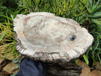 Polished Podocarpus Petrified Wood Slice x 1 From Mahajanga, Madagascar