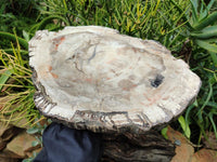 Polished Podocarpus Petrified Wood Slice x 1 From Mahajanga, Madagascar