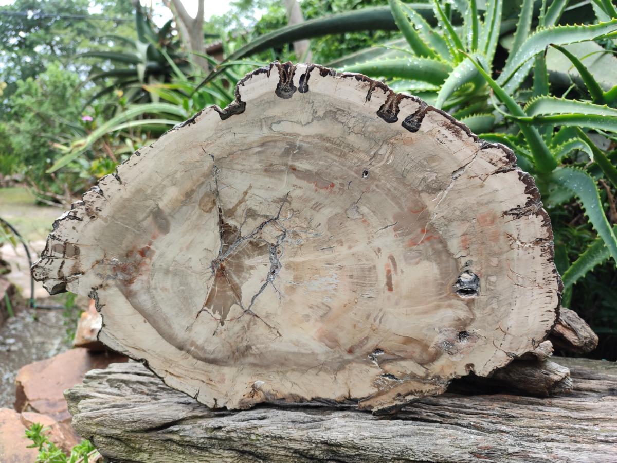 Polished Podocarpus Petrified Wood Slice x 1 From Mahajanga, Madagascar
