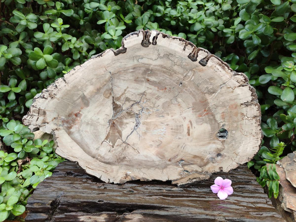 Polished Podocarpus Petrified Wood Slice x 1 From Mahajanga, Madagascar