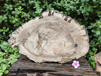 Polished Podocarpus Petrified Wood Slice x 1 From Mahajanga, Madagascar