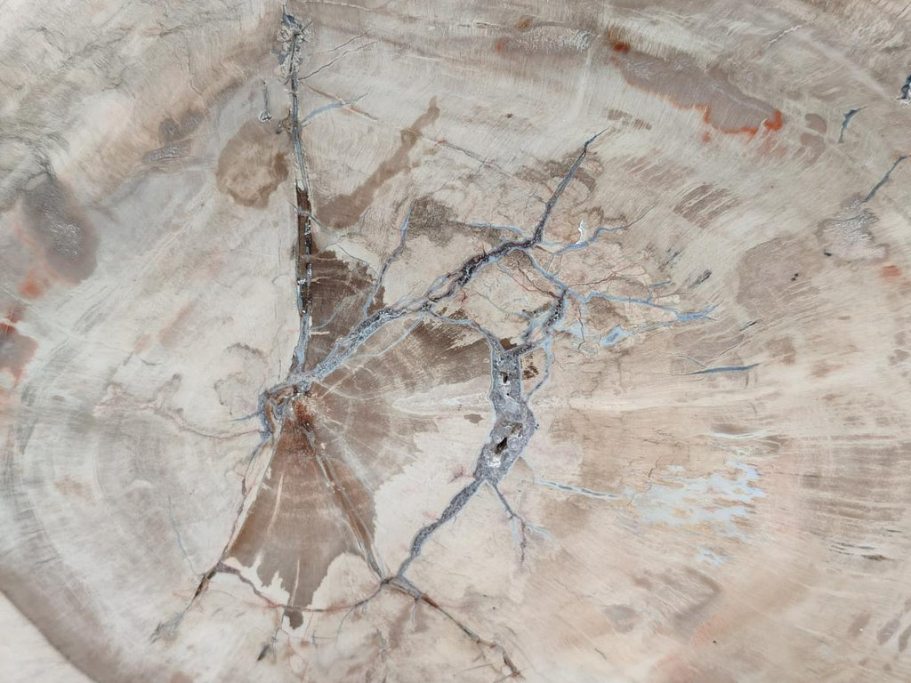 Polished Podocarpus Petrified Wood Slice x 1 From Mahajanga, Madagascar