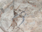 Polished Podocarpus Petrified Wood Slice x 1 From Mahajanga, Madagascar