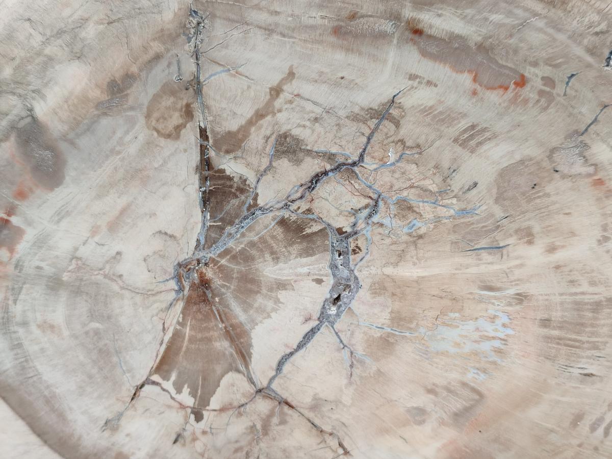 Polished Podocarpus Petrified Wood Slice x 1 From Mahajanga, Madagascar