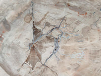 Polished Podocarpus Petrified Wood Slice x 1 From Mahajanga, Madagascar