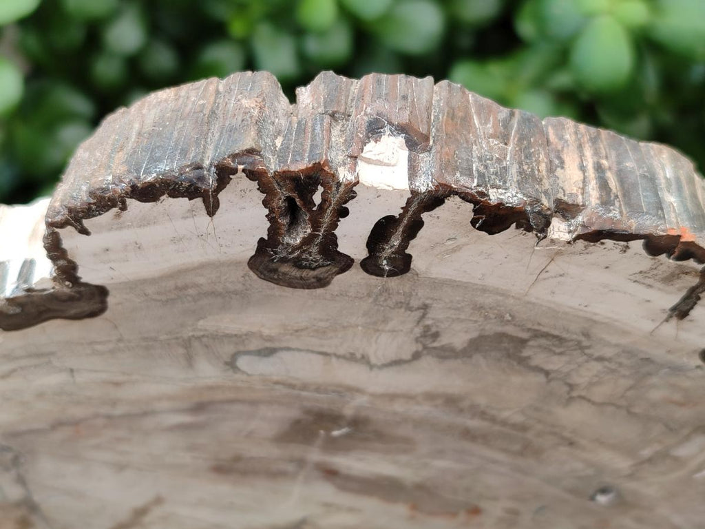 Polished Podocarpus Petrified Wood Slice x 1 From Mahajanga, Madagascar