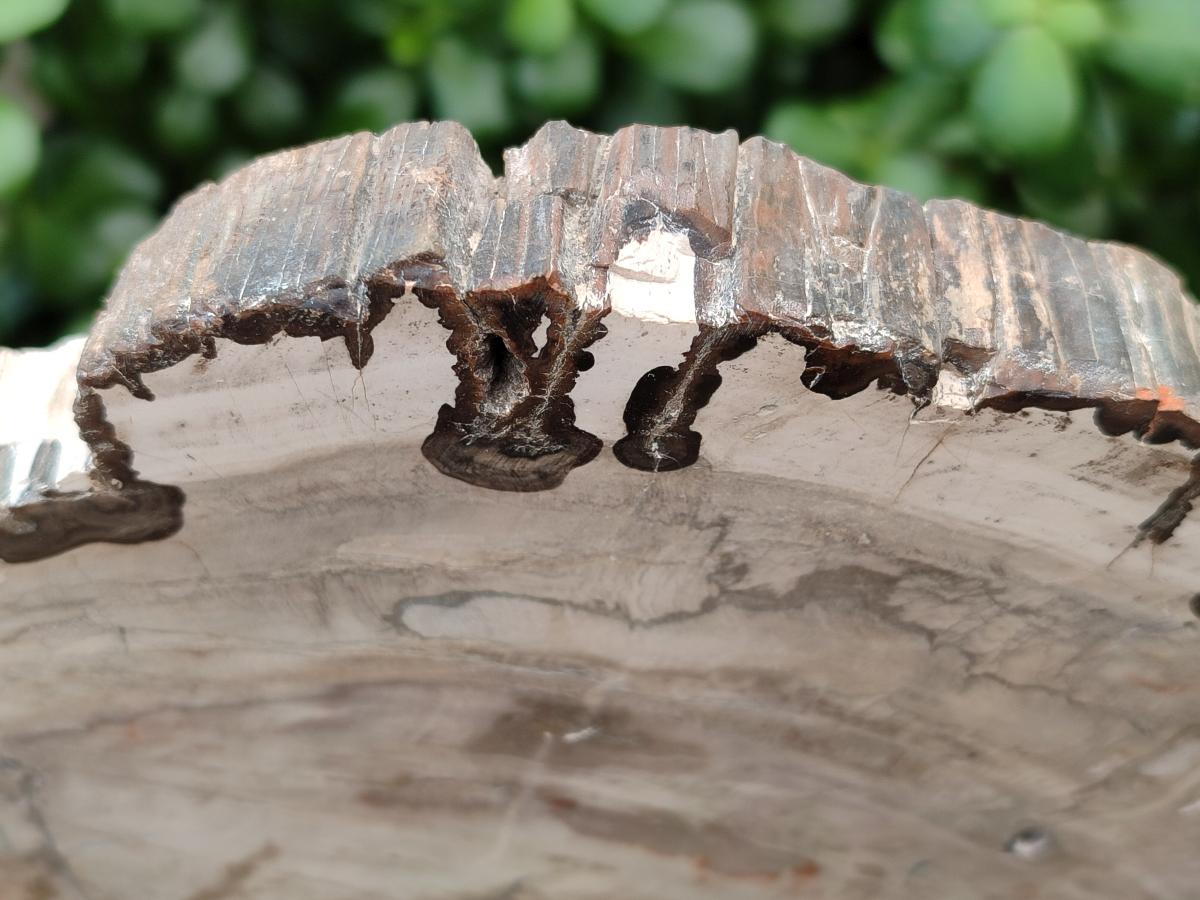 Polished Podocarpus Petrified Wood Slice x 1 From Mahajanga, Madagascar