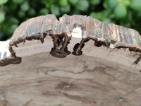 Polished Podocarpus Petrified Wood Slice x 1 From Mahajanga, Madagascar