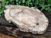 Polished Podocarpus Petrified Wood Slice x 1 From Mahajanga, Madagascar