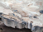 Polished Podocarpus Petrified Wood Slice x 1 From Mahajanga, Madagascar