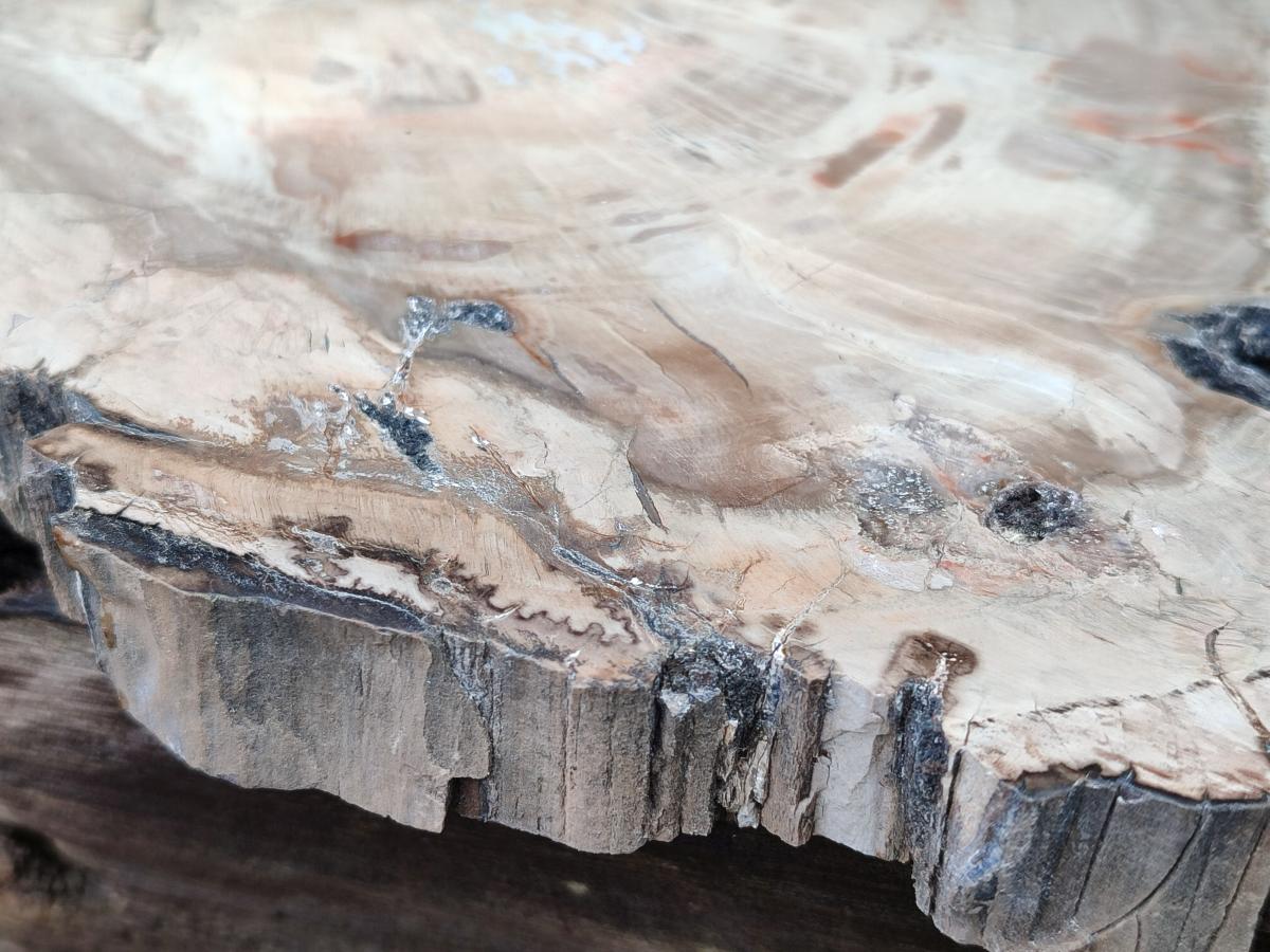 Polished Podocarpus Petrified Wood Slice x 1 From Mahajanga, Madagascar