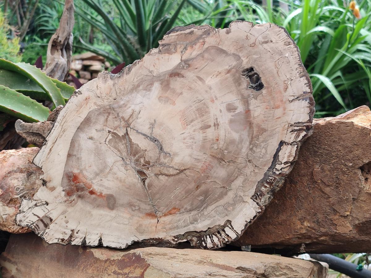Polished Podocarpus Petrified Wood Slice x 1 From Mahajanga, Madagascar