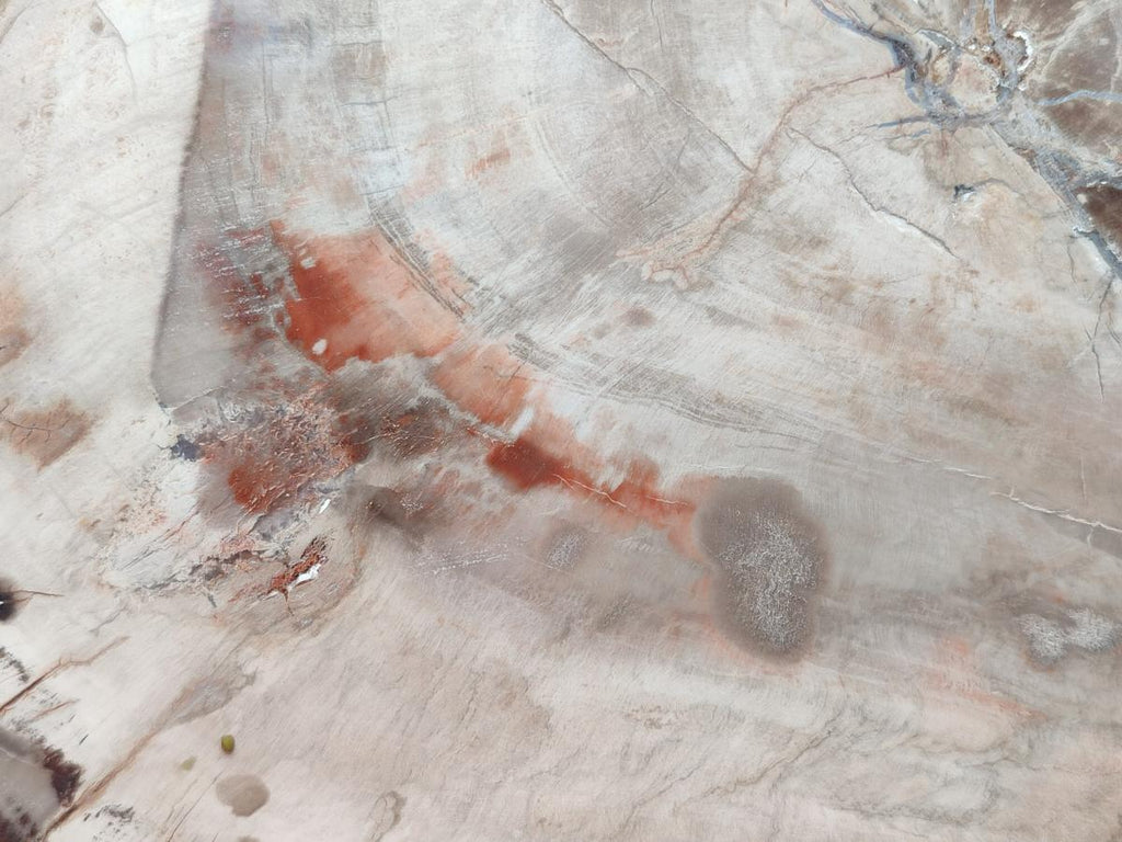 Polished Podocarpus Petrified Wood Slice x 1 From Mahajanga, Madagascar