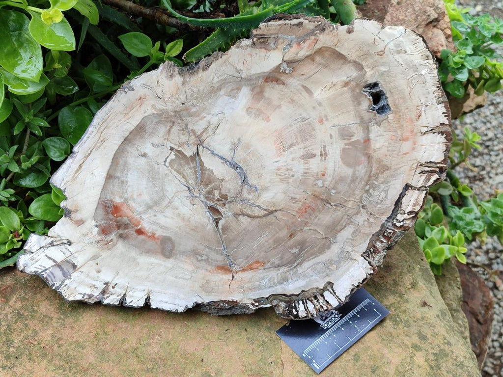 Polished Podocarpus Petrified Wood Slice x 1 From Mahajanga, Madagascar