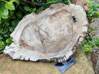 Polished Podocarpus Petrified Wood Slice x 1 From Mahajanga, Madagascar
