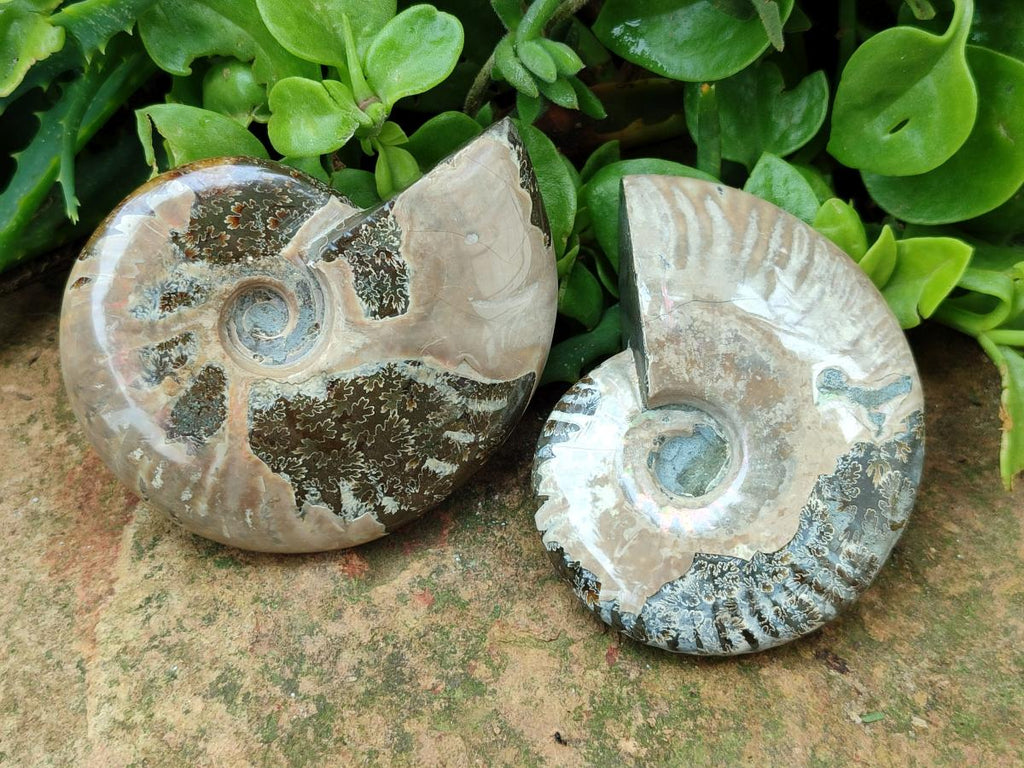 Polished Cleoniceras Red Ammolite Opalized Ammonite Fossils x 6 From Tulear, Madagascar