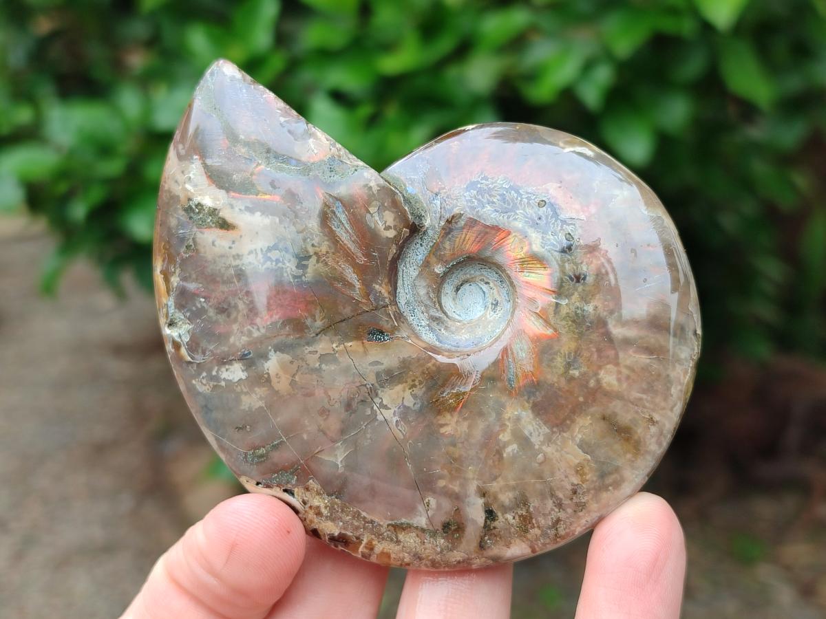 Polished Cleoniceras Red Ammolite Opalized Ammonite Fossils x 6 From Tulear, Madagascar