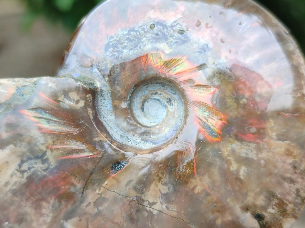 Polished Cleoniceras Red Ammolite Opalized Ammonite Fossils x 6 From Tulear, Madagascar