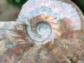 Polished Cleoniceras Red Ammolite Opalized Ammonite Fossils x 6 From Tulear, Madagascar