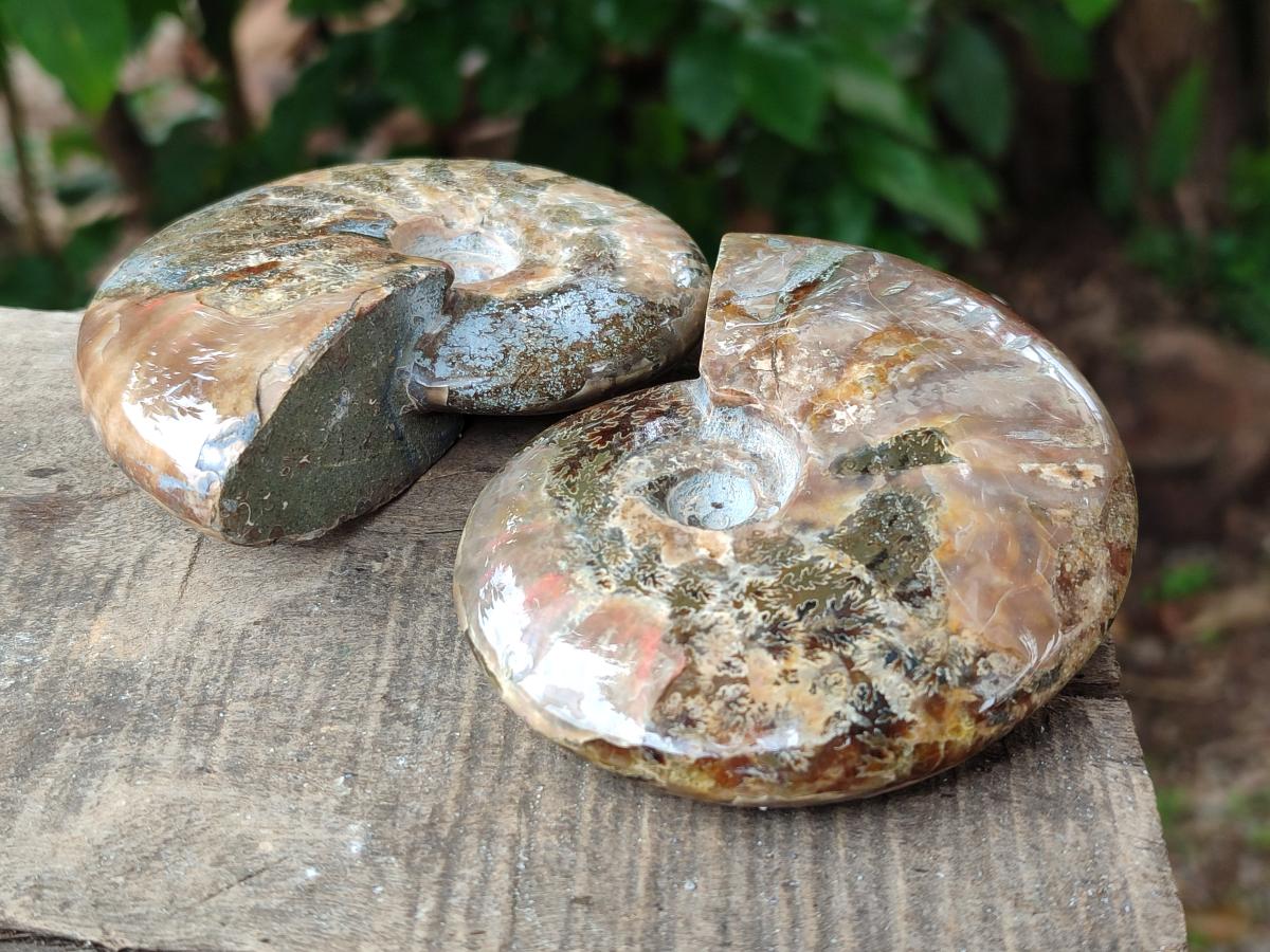 Polished Cleoniceras Red Ammolite Opalized Ammonite Fossils x 6 From Tulear, Madagascar