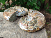 Polished Cleoniceras Red Ammolite Opalized Ammonite Fossils x 6 From Tulear, Madagascar