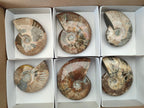 Polished Cleoniceras Red Ammolite Opalized Ammonite Fossils x 6 From Tulear, Madagascar