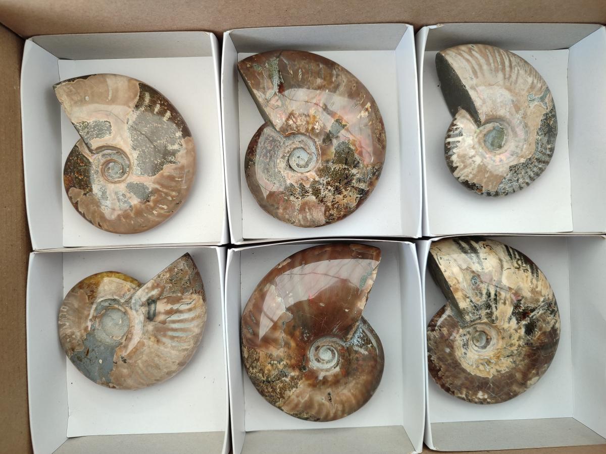 Polished Cleoniceras Red Ammolite Opalized Ammonite Fossils x 6 From Tulear, Madagascar