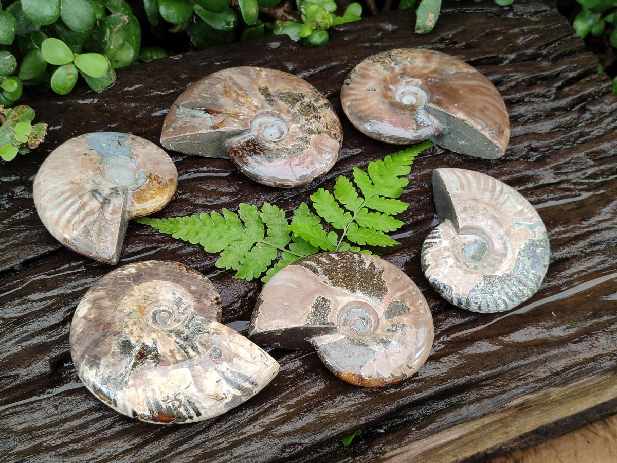Polished Cleoniceras Red Ammolite Opalized Ammonite Fossils x 6 From Tulear, Madagascar